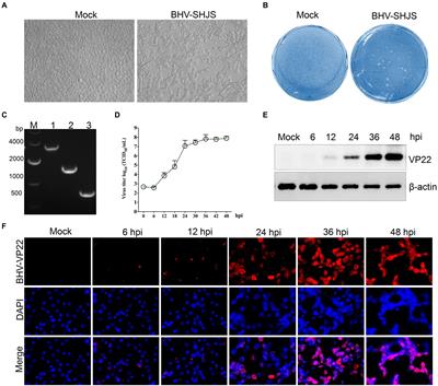 The full-genome characterization and phylogenetic analysis of bovine herpesvirus type 1.2 isolated in China